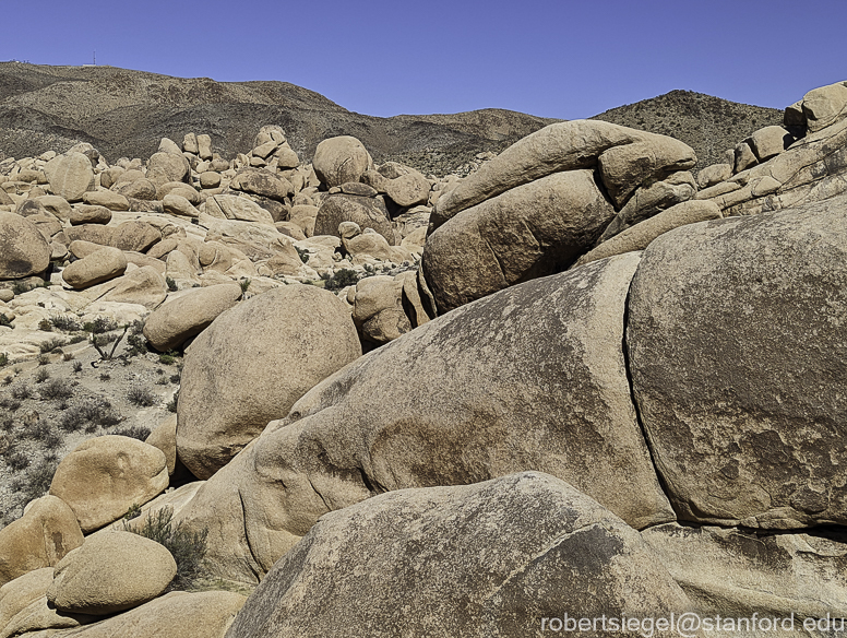 Desert Biogeography of Joshua Tree National Park